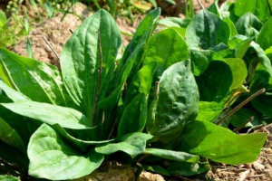 Plantain big
